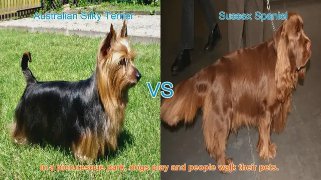 Video thumbnail for Australian Silky Terrier vs. Sussex Spaniel: Breed Comparison Guide
