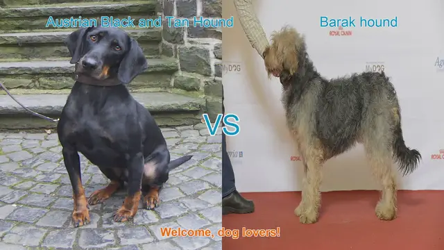 Video thumbnail for Austrian Black and Tan Hound vs. Barak Hound: A Breed Comparison