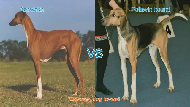 Video thumbnail for Azawakh vs. Poitevin Hound: A Comparison of Elegance and Strength