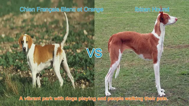 Video thumbnail for Exploring the Chien Français Blanc et Orange and Ibizan Hound