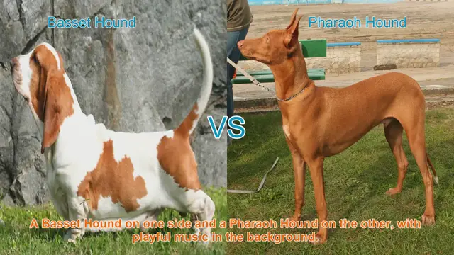 Video thumbnail for Basset Hound vs. Pharaoh Hound: A Comparison of Two Distinctive Breeds