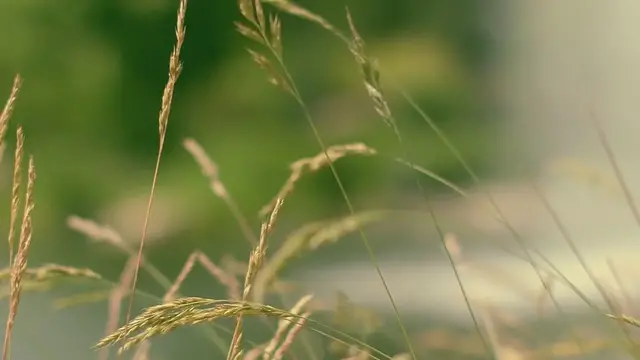 Video thumbnail for Top lawn grasses for drought tolerance