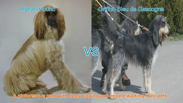 Video thumbnail for Comparing Afghan Hound and Griffon Bleu de Gascogne: Appearance, Temperament, and Care
