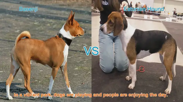 Video thumbnail for Basenji vs. Estonian Hound: A Comparison of Two Unique Dog Breeds