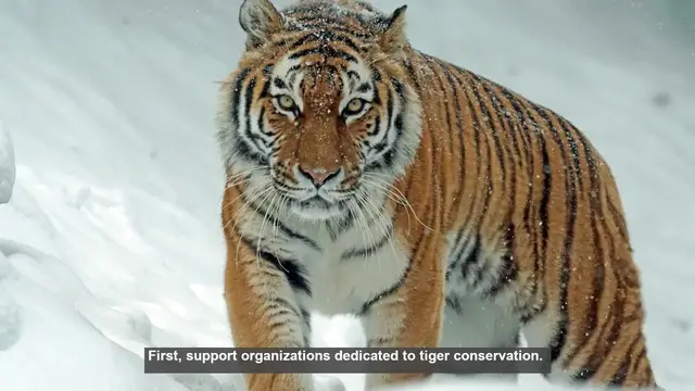 Video thumbnail for 10 Ways to Help Save Wild Tigers