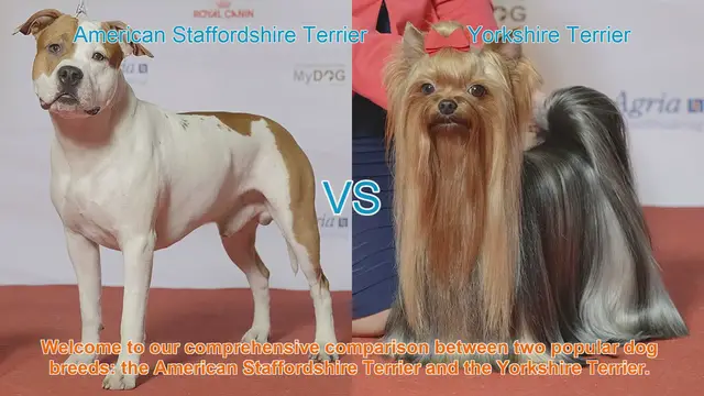 Video thumbnail for American Staffordshire Terrier vs. Yorkshire Terrier: A Comprehensive Breed Comparison