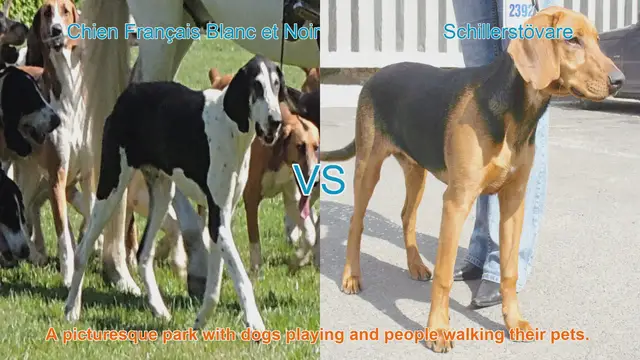 Video thumbnail for Exploring the Chien Français Blanc et Noir and Schillerstövare Dog Breeds