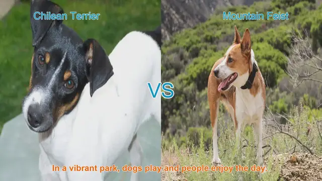 Video thumbnail for Exploring Chilean Terrier and Mountain Feist Dog Breeds