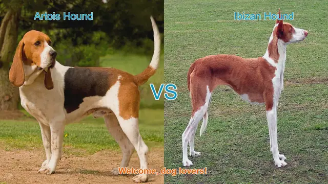 Video thumbnail for Artois Hound vs. Ibizan Hound: A Comparison of Two Unique Dog Breeds