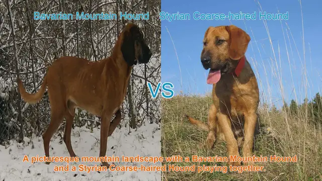 Video thumbnail for Bavarian Mountain Hound vs. Styrian Coarse-haired Hound: A Comprehensive Breed Comparison