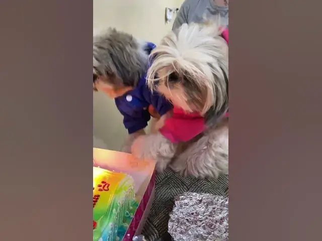 Video thumbnail for Happy 6th Birthday Chummy & Lala