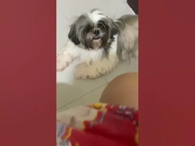 Video thumbnail for Bella Loves To Eat Bread | #cuteshihtzu