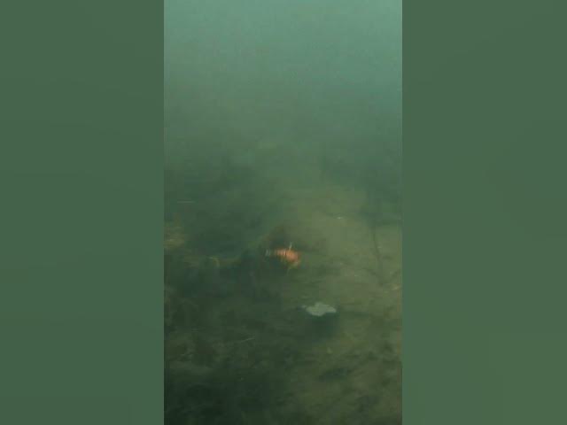 Video thumbnail for LIPLESS Crankbait Underwater