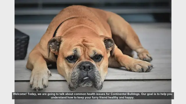 Video thumbnail for Common Health Issues in Continental Bulldogs: Tips for a Healthy and Happy Dog