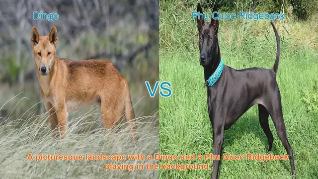 Video thumbnail for Dingo vs. Phu Quoc Ridgeback: A Comparison of Two Unique Dog Breeds