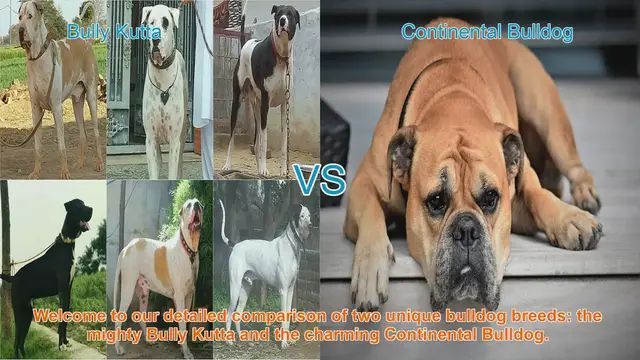 Video thumbnail for Bully Kutta vs. Continental Bulldog: A Comprehensive Breed Comparison