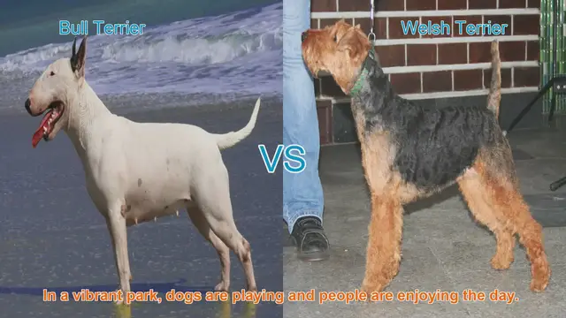 Video thumbnail for Bull Terrier vs. Welsh Terrier: A Comparative Guide