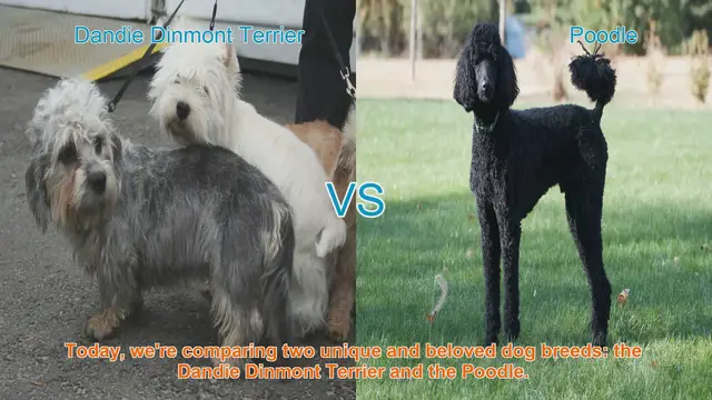 Video thumbnail for Dandie Dinmont Terrier vs. Poodle: A Comparison of Beloved Dog Breeds