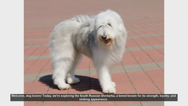 Video thumbnail for Top 10 Facts About the South Russian Ovcharka