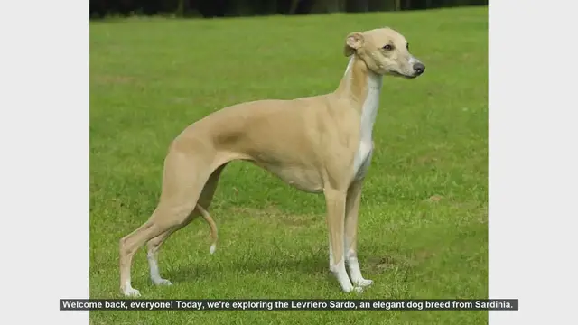 Video thumbnail for Levriero Sardo: Pros and Cons of Owning This Elegant Sardinian Breed