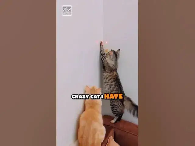 Video thumbnail for When CATS inspire the MUSIC!