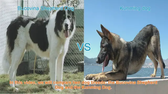 Video thumbnail for Bucovina Shepherd Dog vs. Kunming Dog: A Comparative Guide