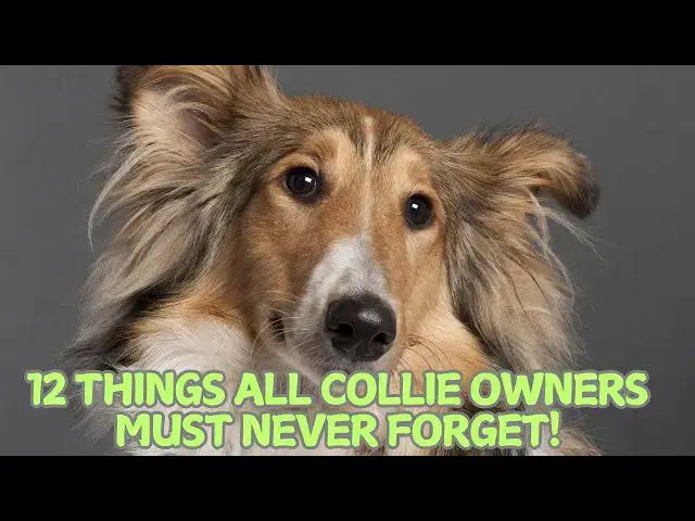 Video thumbnail for 12 Things All Collie Owners Must Never Forget! 🐕✨