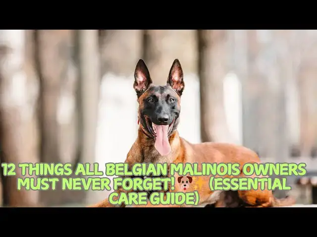Video thumbnail for 12 Things All Belgian Malinois Owners Must Never Forget! 🐶✨ (Essential Care Guide)