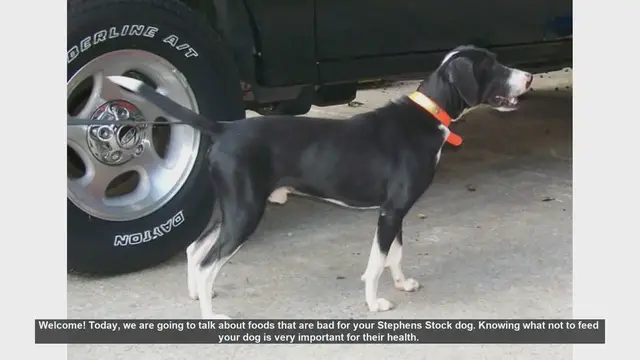 Video thumbnail for Foods to Avoid for Your Stephens Stock Dog's Health