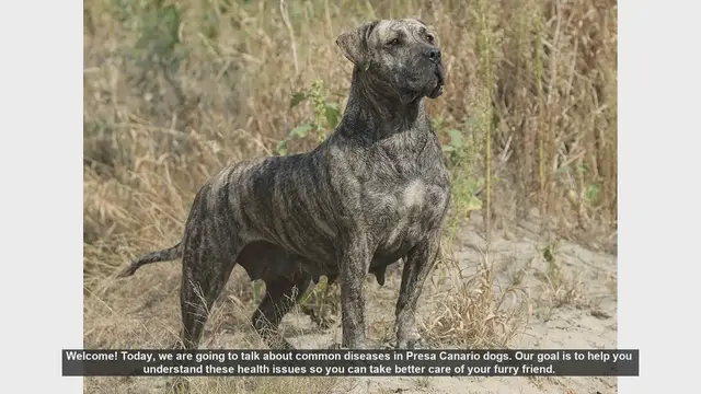 Video thumbnail for Common Health Issues in Presa Canario Dogs: What You Need to Know