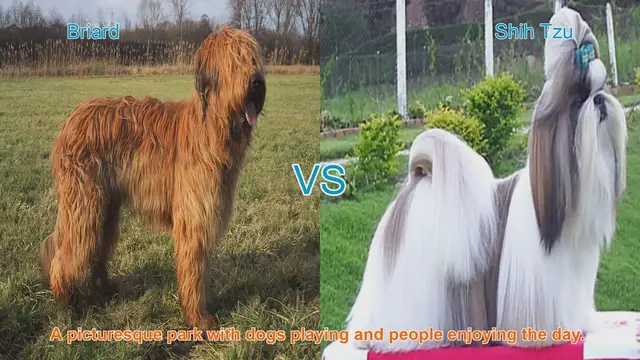 Video thumbnail for Briard vs. Shih Tzu: A Comparison of Long-Hair Dog Breeds
