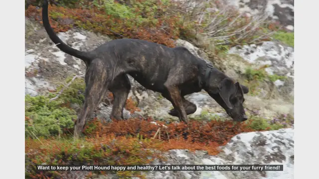 Video thumbnail for Top Foods to Keep Your Plott Hound Happy and Healthy