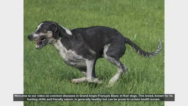 Video thumbnail for Common Health Issues in Grand Anglo-Français Blanc et Noir Dogs