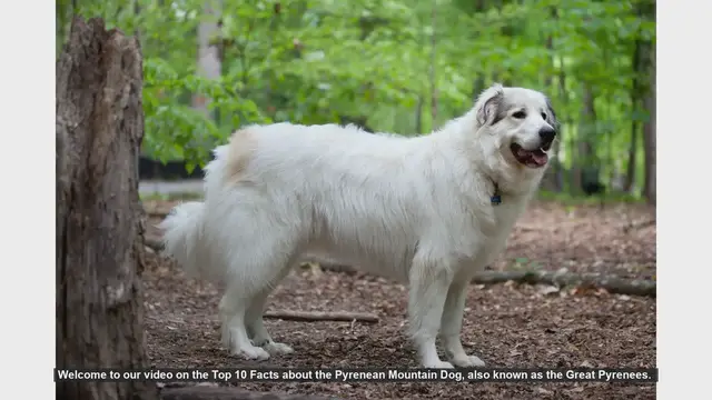 Video thumbnail for Top 10 Fascinating Facts About the Pyrenean Mountain Dog
