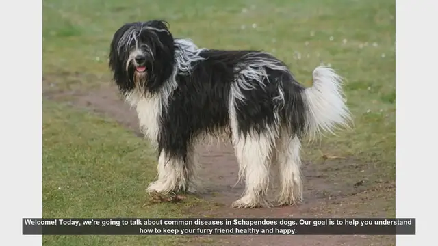 Video thumbnail for Common Health Issues in Schapendoes Dogs and How to Prevent Them