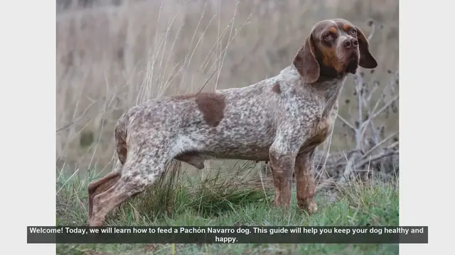 Video thumbnail for How to Properly Feed Your Pachón Navarro Dog