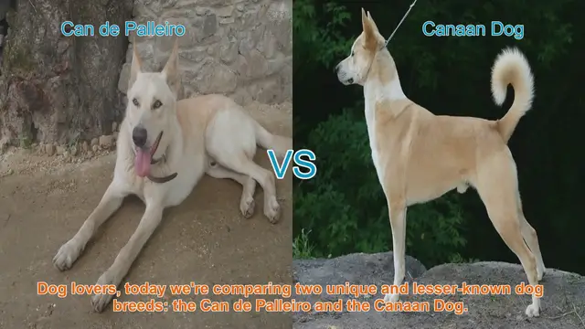 Video thumbnail for Can de Palleiro vs. Canaan Dog: A Comparison of Unique Dog Breeds