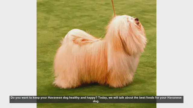 Video thumbnail for Top Foods to Keep Your Havanese Dog Healthy and Happy