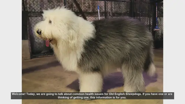 Video thumbnail for Common Health Issues in Old English Sheepdogs: What You Need to Know