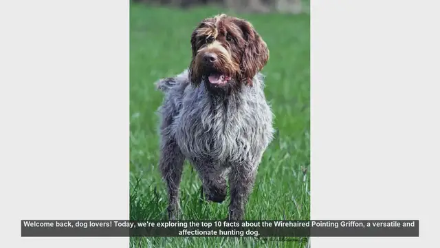 Video thumbnail for Top 10 Fascinating Facts About the Wirehaired Pointing Griffon