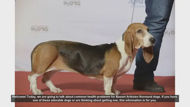 Video thumbnail for Common Health Problems in Basset Artésien Normand Dogs