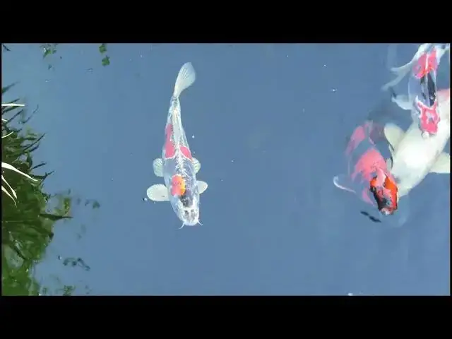 Video thumbnail for Koi Fish Treats: Safety, Benefits, and Best Practices