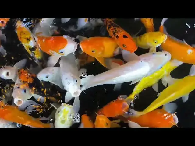 Video thumbnail for Koi Fish Feeding: How Often Should You Feed Your Pond Pets?
