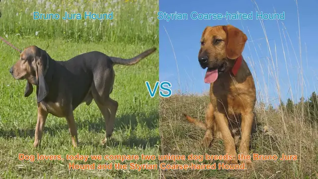 Video thumbnail for Dog Breed Showdown: Bruno Jura Hound vs. Styrian Coarse-haired Hound