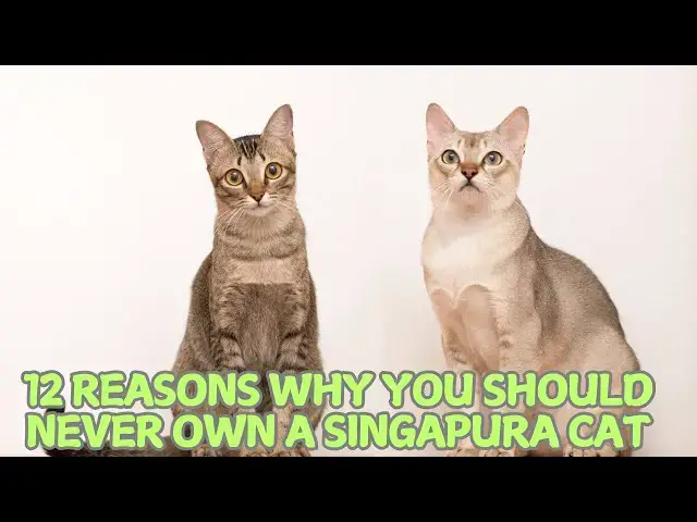 Video thumbnail for 12 Reasons Why You Should Never Own a Singapura Cat 🐾❌