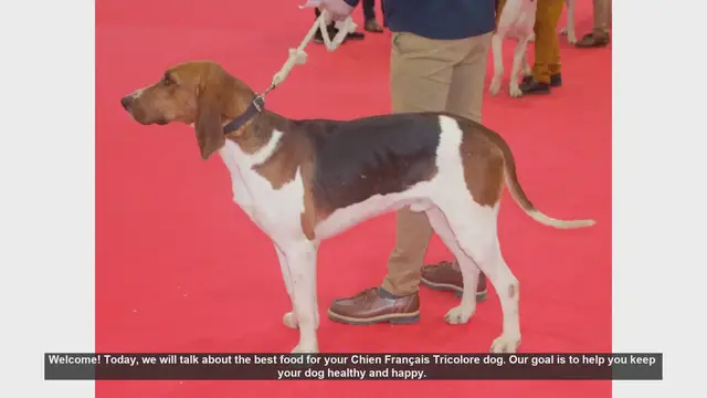 Video thumbnail for Best Food Tips for Your Chien Français Tricolore Dog