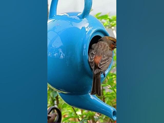 Video thumbnail for Top 10 des mangeoires à oiseaux