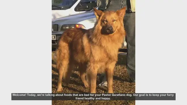 Video thumbnail for Dangerous Foods for Your Pastor Garafiano Dog: What to Avoid