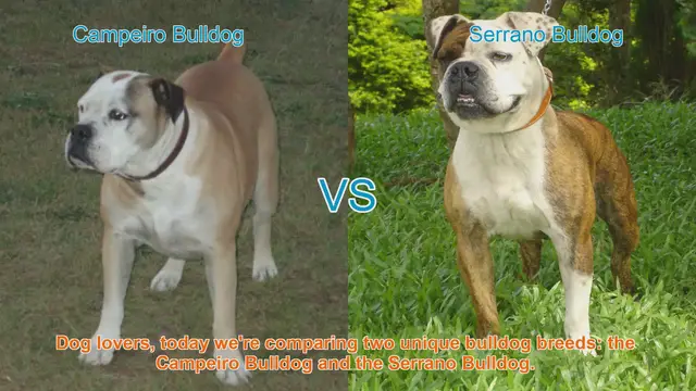 Video thumbnail for Campeiro Bulldog vs. Serrano Bulldog: A Comparison of Two Unique Breeds