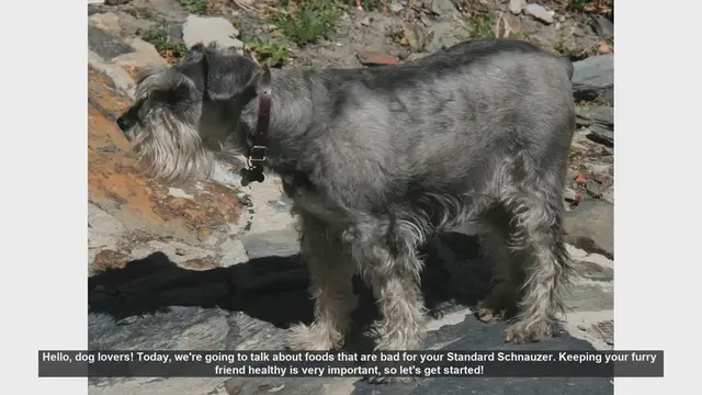 Video thumbnail for Foods to Avoid for Your Standard Schnauzer: Keep Your Dog Safe!